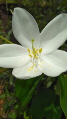White and yellow flower