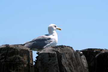 Fototapeta na wymiar white seagull stand on the wood log