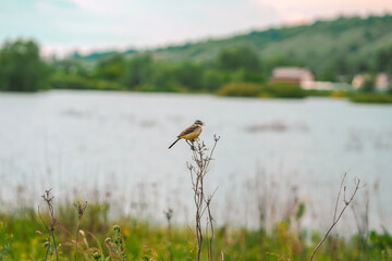 A bird sits on a large blade of grass, photographed in close-up, against the background of the lake and mountains