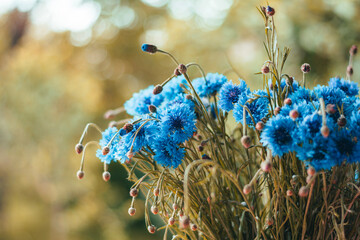 Close up of blue cornflowers in a vase. Green blurred background. Midsummer flowers from a meadow