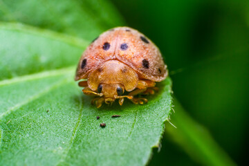 beautiful macro closeup shots of insects
