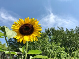 ひまわり　空　日本