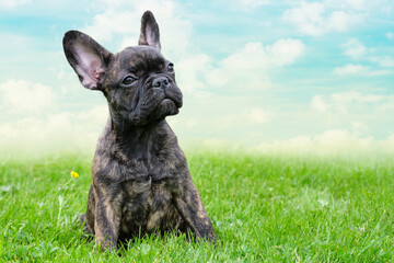 An adorable puppy brown and black brindle French Bulldog Dog, against a dramatic sky background, composite photo