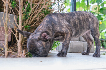 A brindle French Bulldog puppy, standing curiously sniffing between the tiles