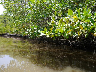 Green leaves and a green pond