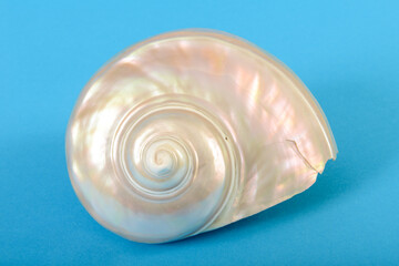 Still life of a shell