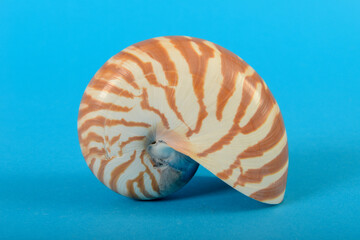 Still life of a shell