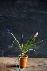 muscari flowers in the pot