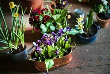spring flowers in the pots