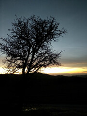 Silhouette of a big tree on the mountain at sunset