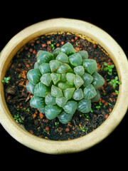 Succulent Plant - Haworthia cooperi Baker on a pot.
