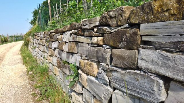 Weinberg im Fr&uuml;hsommer