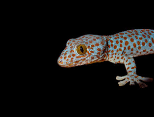 leopard gecko on a black background. Gekko gecko, the tokay gecko is a crepuscular arboreal gecko in the genus Gekko, the true geckos. It is native to Asia and some Pacific Islands.