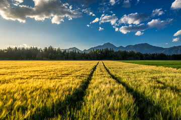 Yellow wheat on farming field with tractor trails. Forest trees in background and Alps mountain...