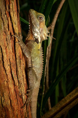 Boyd's forest dragon (Lophosaurus boydii, formerly Hypsilurus boydii) on tree trunk. Atherton Tablelands, Queensland, Australia