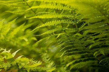 Close up Fern Leaf