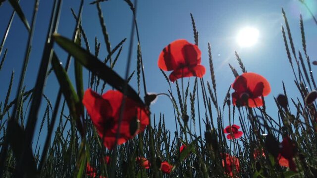 Mohnblumenbl&uuml;te am Feldrand