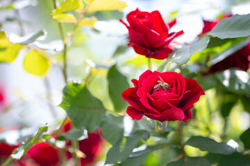 Beautiful bush of red roses in a spring garden. Macro of honey bee on flower