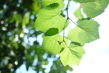 In selective focus young tropical tree leaves growing in a garden with warm light and green nature background 
