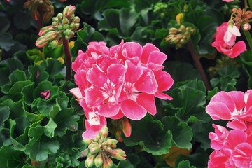 pink geranium flowers in garden with green leaves