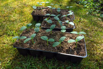 Cucumber seedlings in containers on the grass