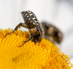 beetle on a camomile flower
