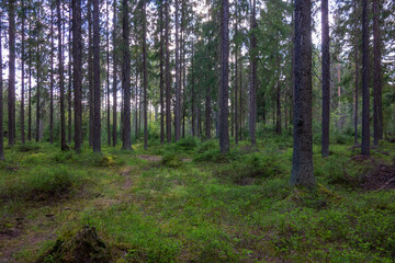 Green forest with trees and shrubs