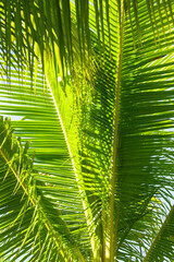 green palm leaves as background