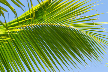 green palm leaves as background