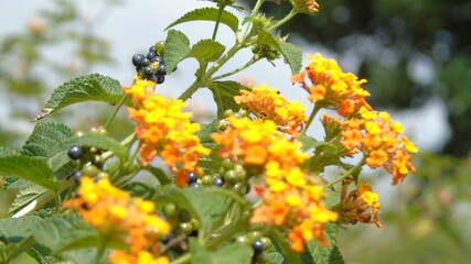 red and yellow flowers