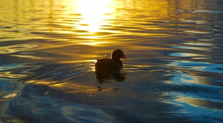 Ente treibt auf See bei Sonnenuntergang