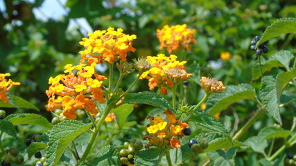 yellow flowers in the garden
