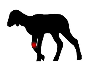 Lamm mit Schmerzen im Knie