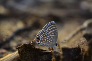 Fototapeta na wymiar butterfly on wooden branch