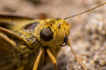 beautiful macro closeup shots of insects