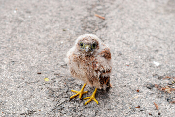 A scared baby owl is standing on the road alone.