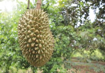 Fresh durian fruit on tree, the king of fruits.