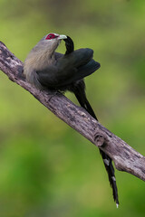 Green billed malkoha preening