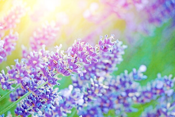 relaxing fresh bright purple lavender in sunshine light ray lens flare