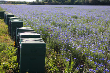 Kornblumenfeld als Futter für Bienen © Karina Gebert