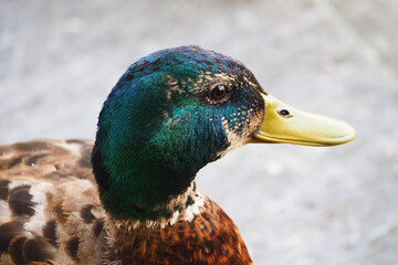 close up show detail on mallard duck head on clear bright background