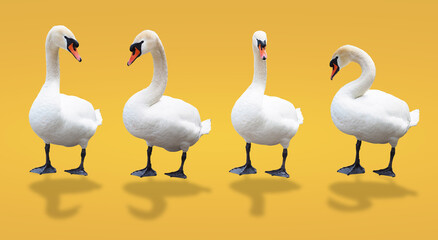 white swan in different style isolated on clean yellow background with clipping path