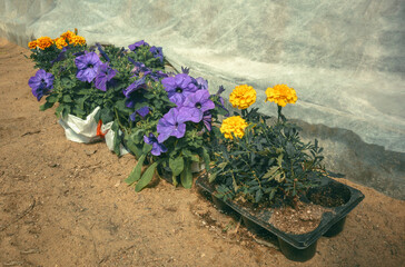 Flower seedlings in the greenhouse