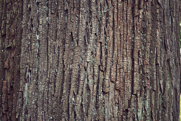 Obraz premium close up cracked tree surface for texture background
