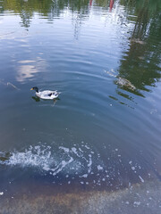 tame ducks on a lake in a city park