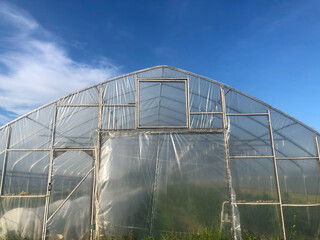 Low angle view of the front of a greenhouse under a big blue sky with clouds, and green vegetation inside in natural sunlight with copy space.