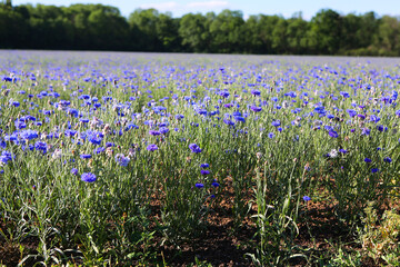 Kornblumenfeld als Futter für Bienen © Karina Gebert