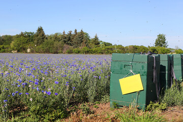 Kornblumenfeld als Futter für Bienen © Karina Gebert