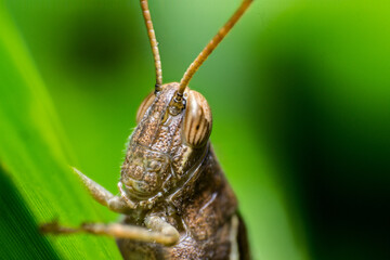 beautiful macro closeup shots of insects
