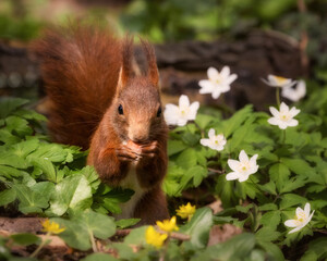 A European red squirrel amongst spring flowers